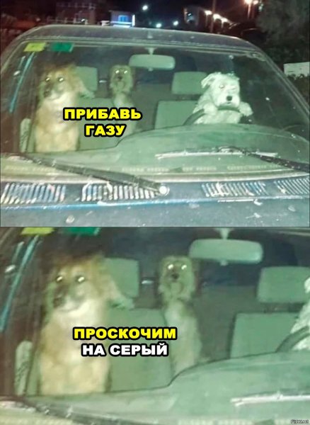 С собакой в машине