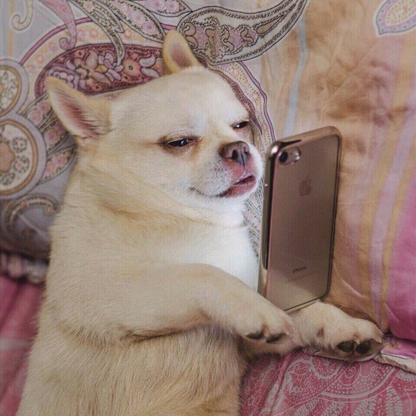 Собачка с телефоном
