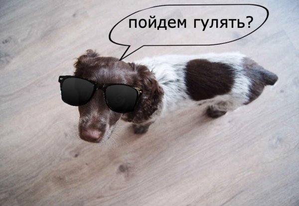 Прогулка с собакой