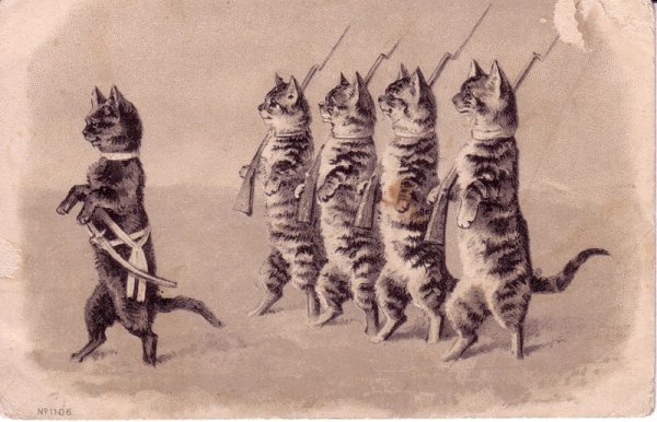 Война котов