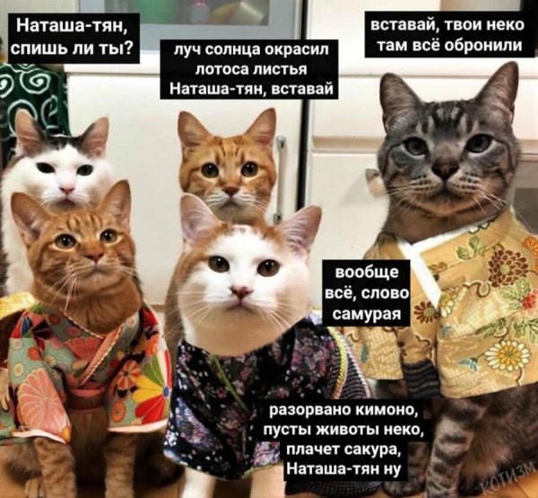 Наташа и коты мемы
