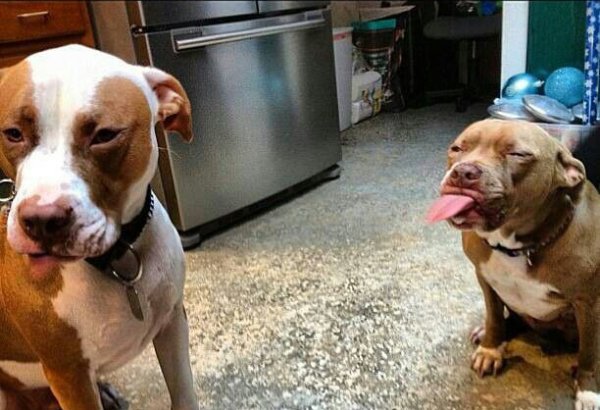 Приколы про питбулей