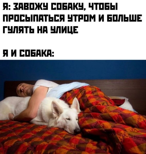 Собака проснулась утром