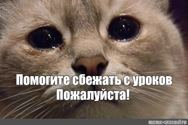Мемы с котами помогите