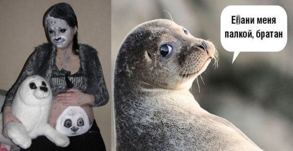 Мемы с тюленями