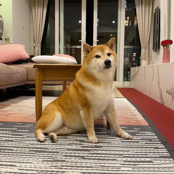 Доге и Чимс