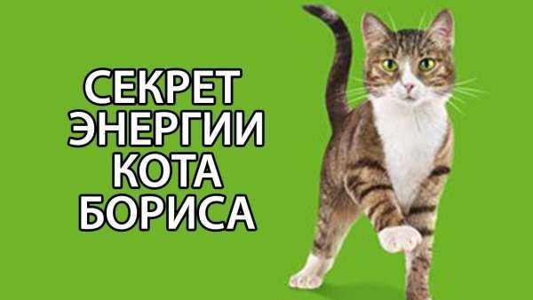 Бодрость кота Бориса
