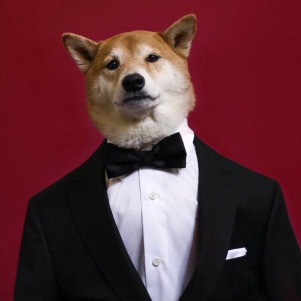 Собачка в смокинге