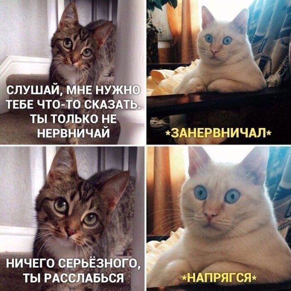 Кот Мем