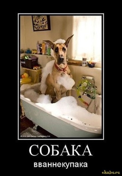 Собака обижака