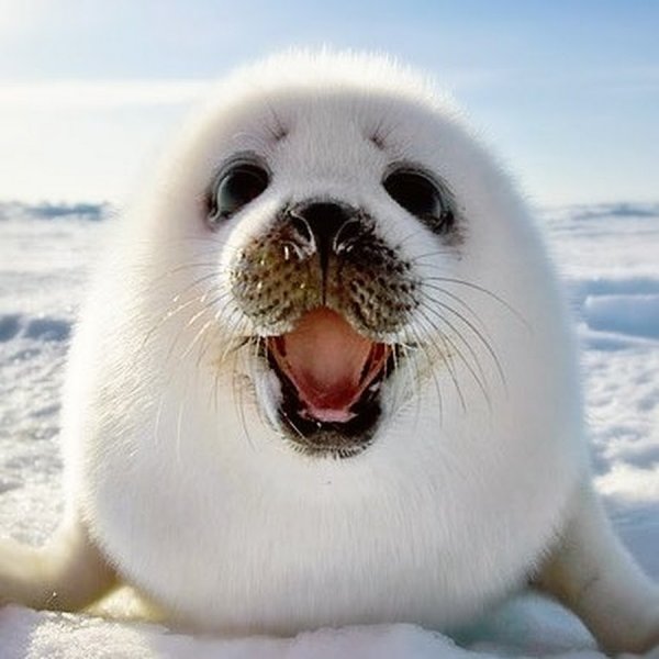 Тюлень с тюлененком