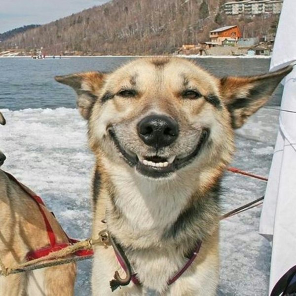 Собака улыбака Мем