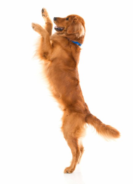 Собаки натзадних лапах