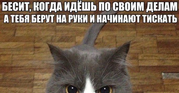 Котик раздражен