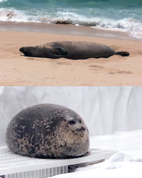 Тюлень прикол