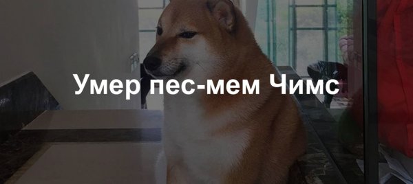 Чимс собака