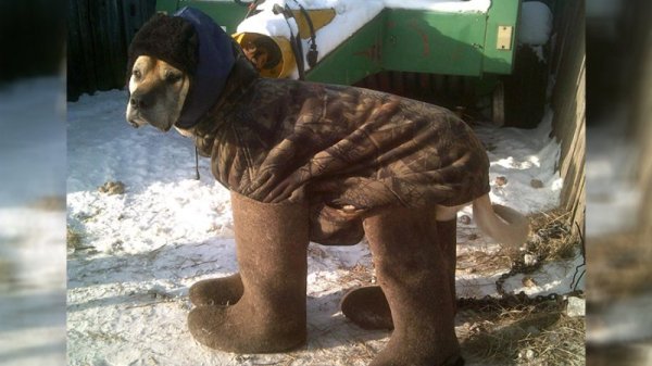 Собака в валенках прикол