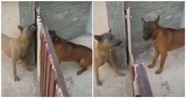 Собаки лают друг на друга