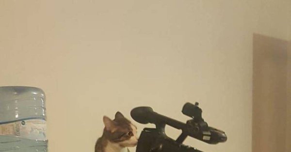 Кот с видеокамерой