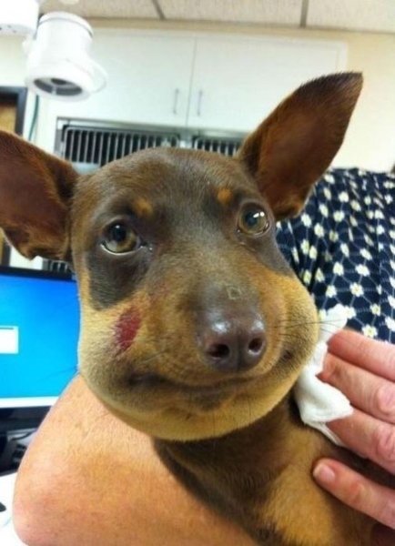 Собаку укусила пчела