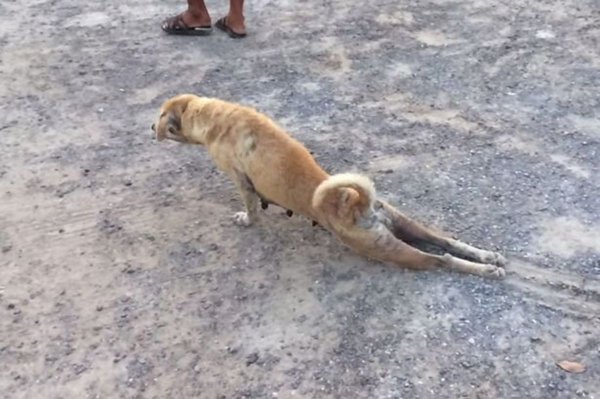 Собака ползает на передних лапах