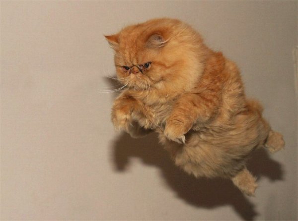 Атакующий котик