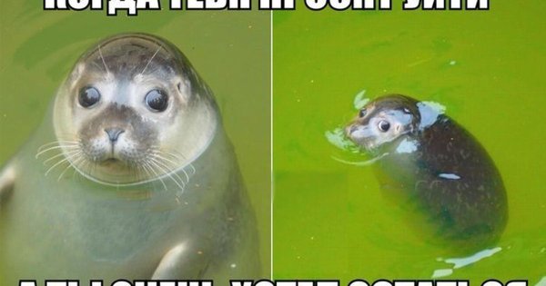 Смешной тюлень