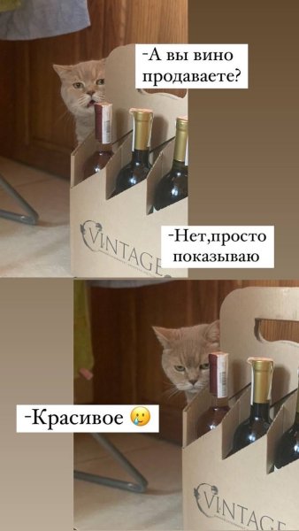 Мемы про котов вы продаете Рыбов