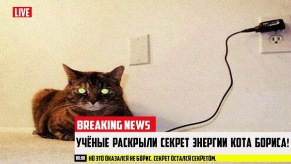 В чём секрет кота Бориса