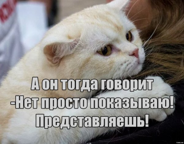 Красивое кот Мем