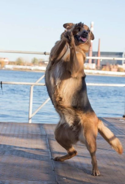 Собака на двух лапах