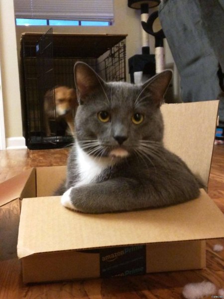 Мемы с котиками