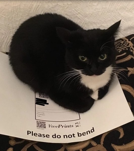 Черный кот Максвелл