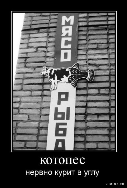Котопес мемы