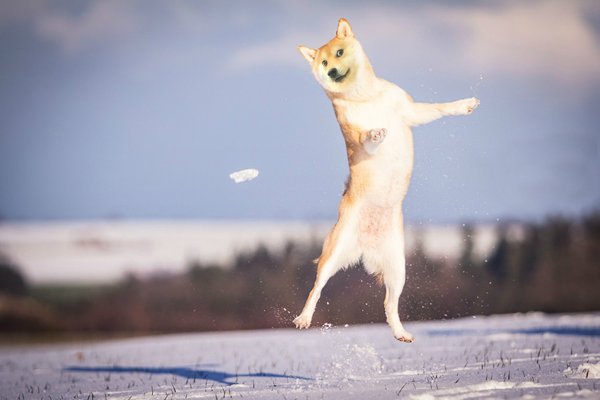 Животные радуются