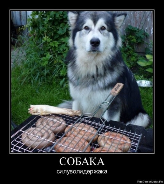 Демотиваторы с собаками смешные