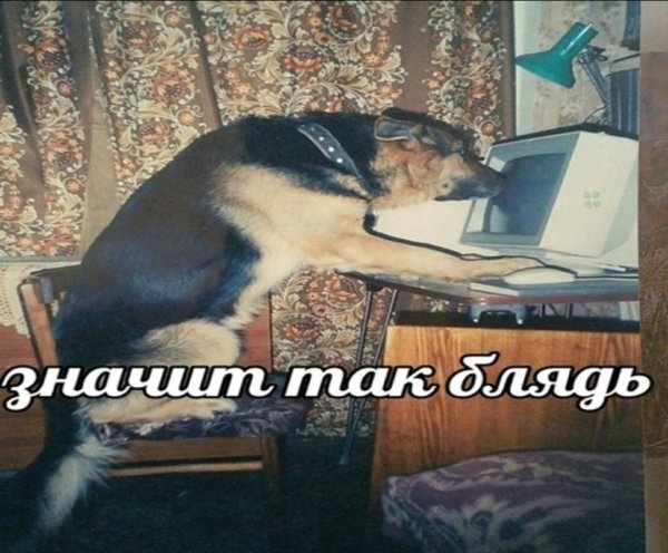 Собака сутулая за компьютером