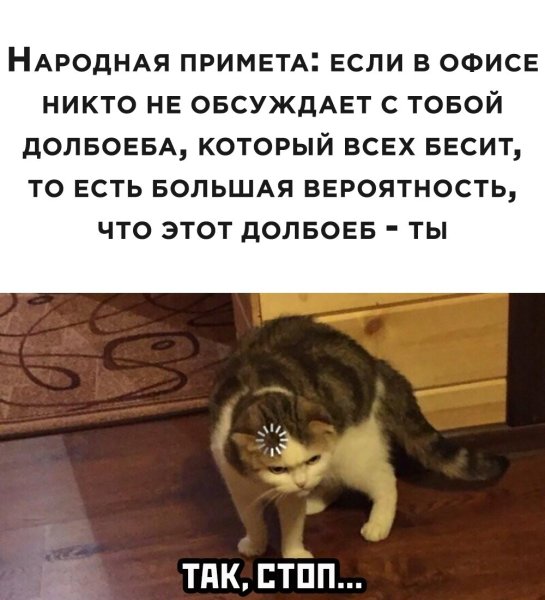 Когда все бесит кот