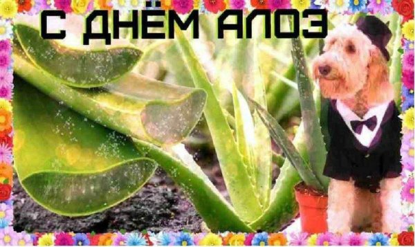 С днем алоэ