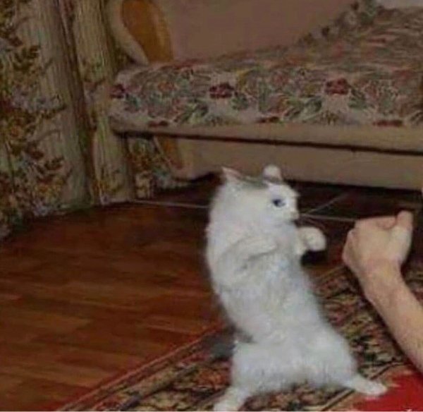 Котенок нападает