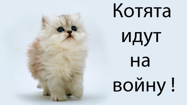 Кот победил