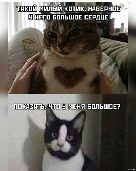 Мемы кот с камерой