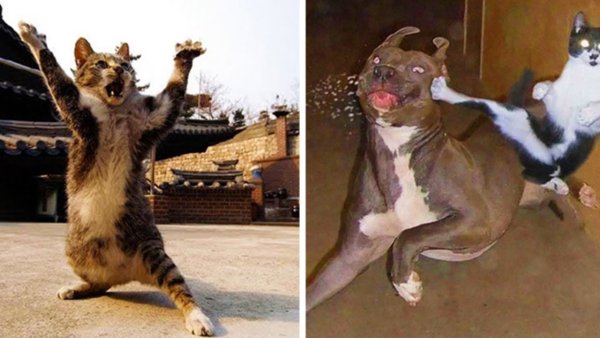 Кот нападает