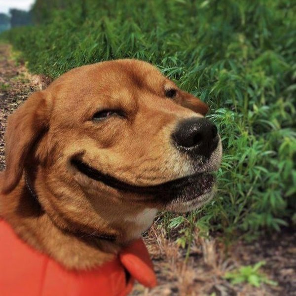 Собака смеется