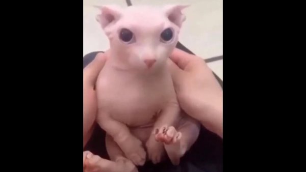 Лысый котенок