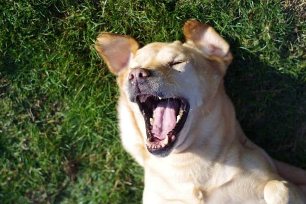 Смеющийся пес