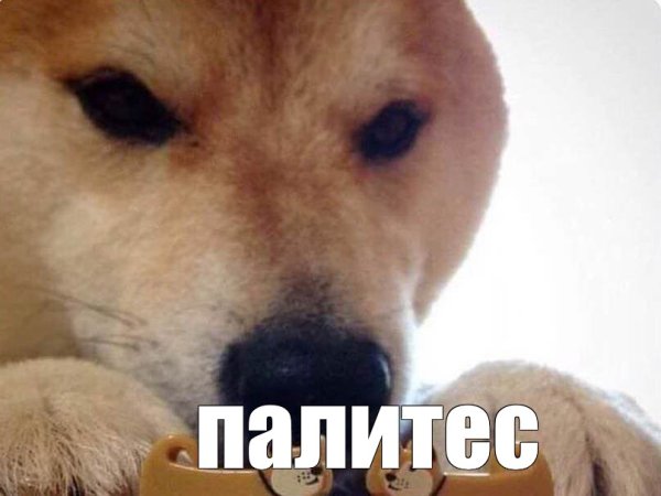 Мемы с собаками