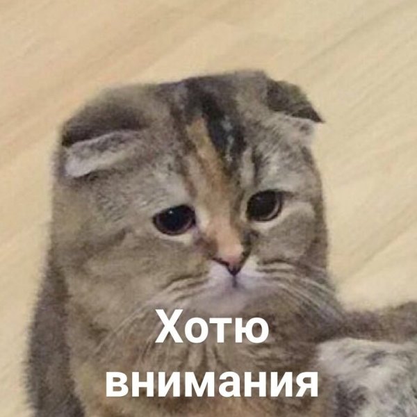 Мемы с котиками