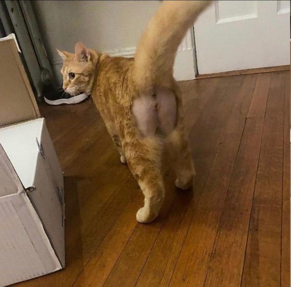 Кошачья попа