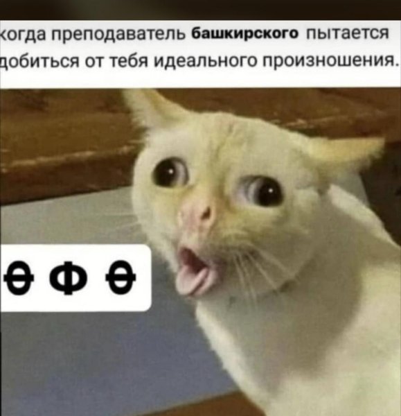Коты мемы фу
